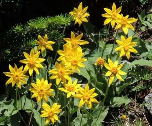 Arnica-Montana-Flower-01